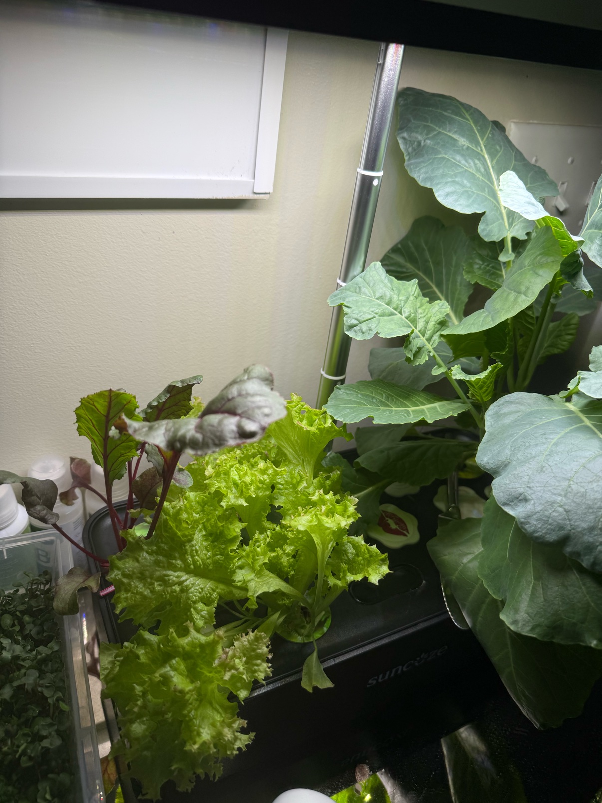 My hydroponic garden actually feeds me now